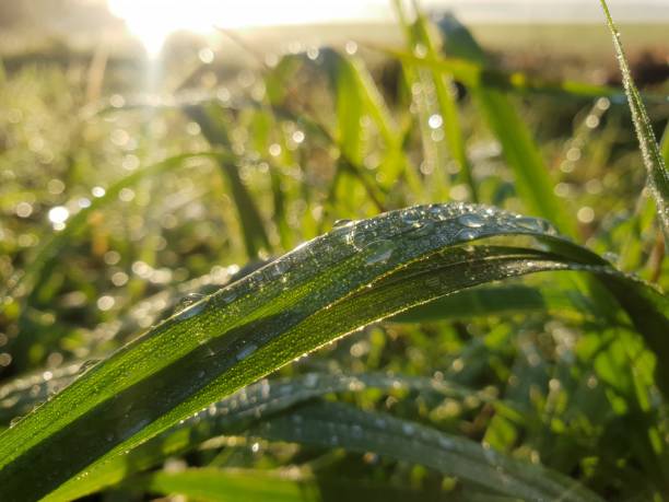 istock Grass early dew drops water in the morning 1044972768