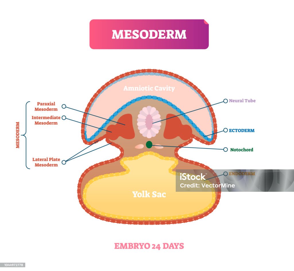 Mesoderma Mesoderm Vector Illustration Labeled Medical Diagram With Embryo ...