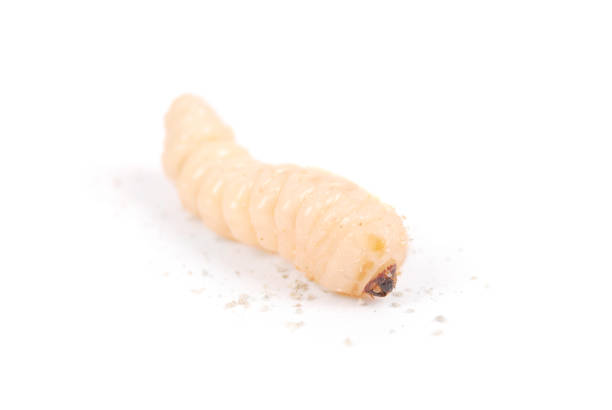 istock Larva bark beetle (Scolytinae). Larva of Bark beetles legless 1044972848