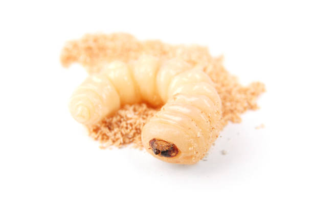 istock Larva bark beetle (Scolytinae). Larva of Bark beetles legless 1044973178