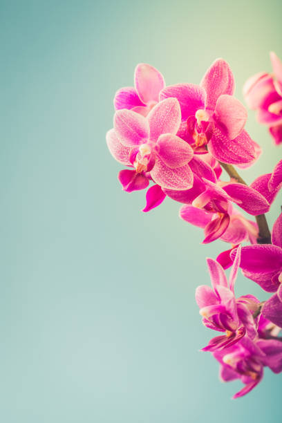 istock Pink Phalaenopsis Orchid flowers 1044975382