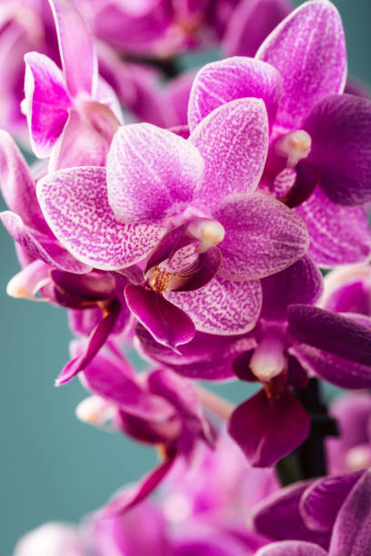 Pink Phalaenopsis Orchid flowers Pink Phalaenopsis or Moth dendrobium Orchid flowers over blue. Floral background. Greeting card concept design with copy space for text. Selective focus phalaenopsis orchidee stock pictures, royalty-free photos & images