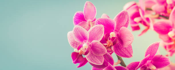 istock Pink Phalaenopsis Orchid flowers 1044975392