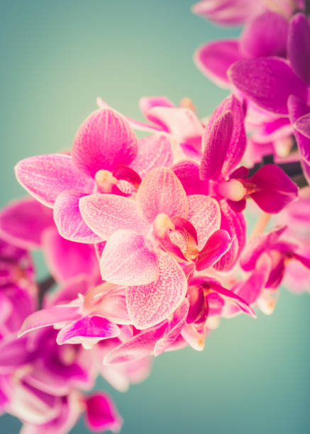 Pink Phalaenopsis Orchid flowers Greeting card concept design with Pink Phalaenopsis or Moth dendrobium Orchid flowers over blue. Floral background with copy space for text. Selective focus phalaenopsis orchidee stock pictures, royalty-free photos & images