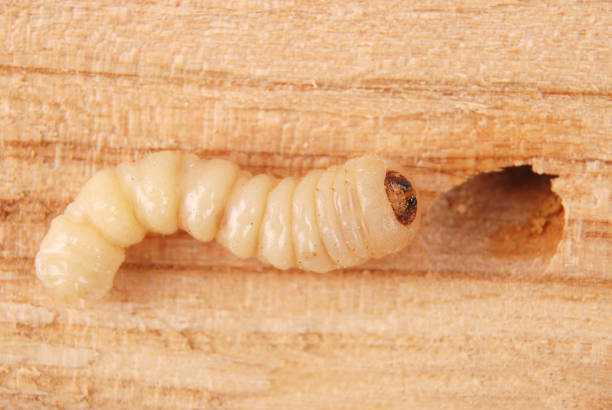 Larva bark beetle (Scolytinae). Larva of Bark beetles legless on wood background.