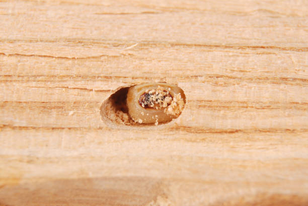 istock Larva bark beetle (Scolytinae). Larva of Bark beetles legless in his burrow 1044975814