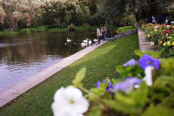 istock People feed the black Swan. 1044976096