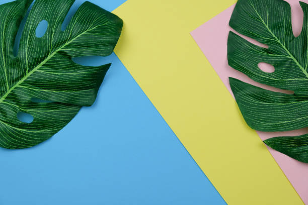 istock Monstera Palm Leaf On Pastel Pink, Yellow And Blue Paper Background. Elegant Decor Element. Minimal Style Flat Lay Copy Space 1044976310