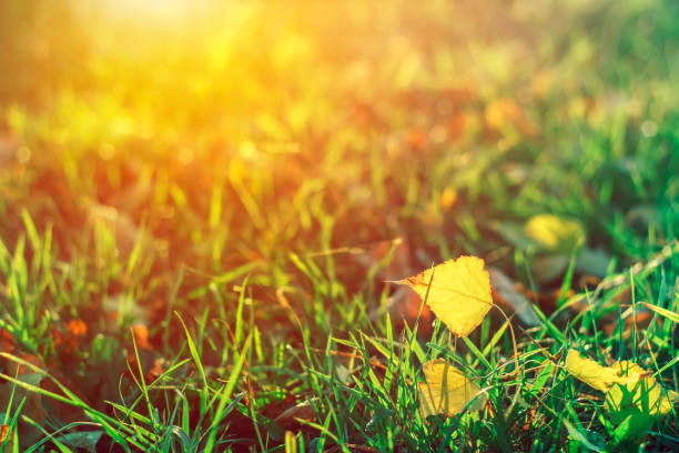 istock Autumn leaves on grass in sunny morning light. 1044979148