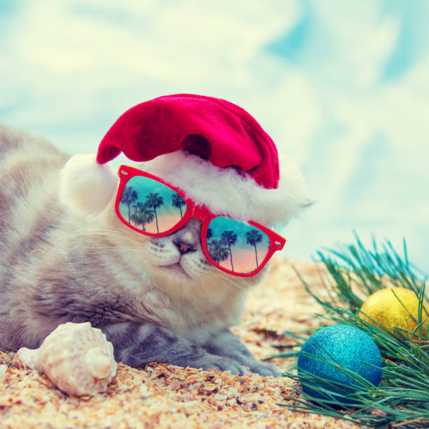 cat wearing sunglasses with the reflection of palm trees relaxing on the beach. cat wearing santa hat. christmas concept - christmas beach sun tropical climate imagens e fotografias de stock