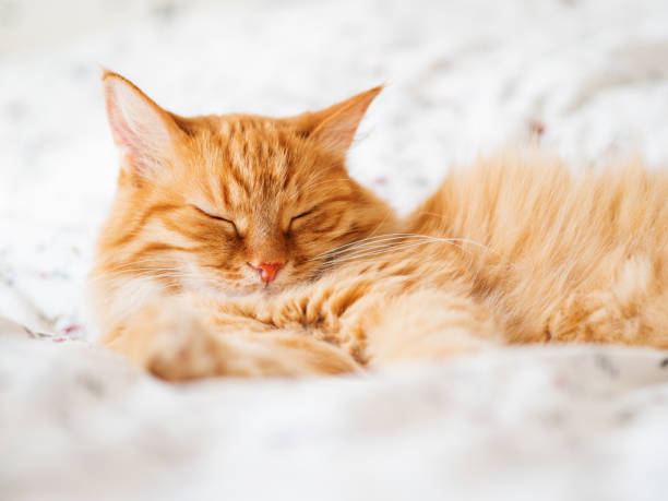 istock Cute ginger cat lying in bed. Fluffy pet dozing. Cozy home background, morning bedtime. 1044980598