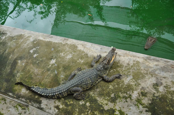 istock A hungry crocodile in Vietnam 1044989612