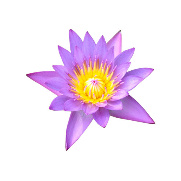 istock close up purple water lily flower 1044992174