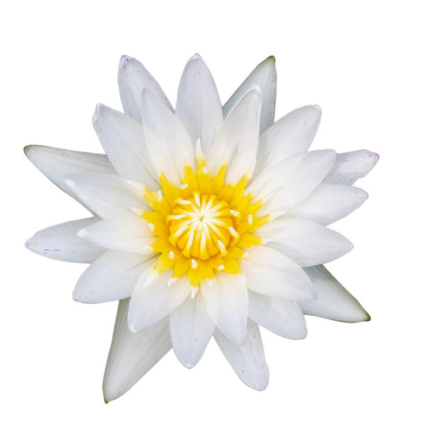 istock close up white water lily flower 1044992234