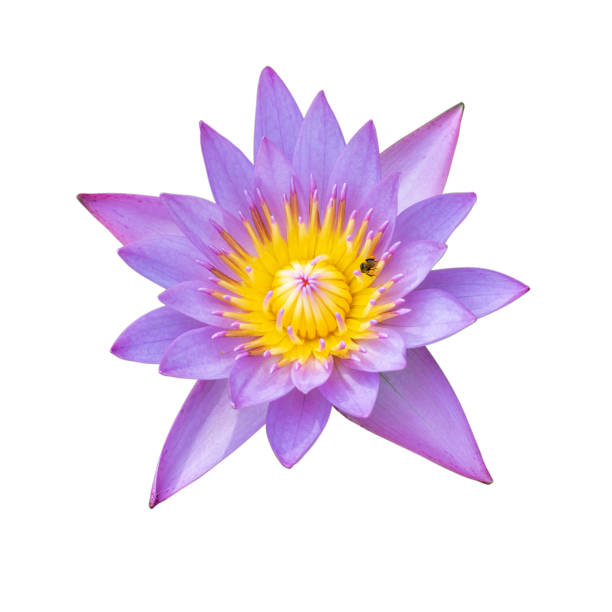 istock close up purple water lily flower 1044992256