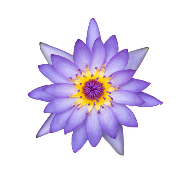 istock close up purple water lily flower 1044992258