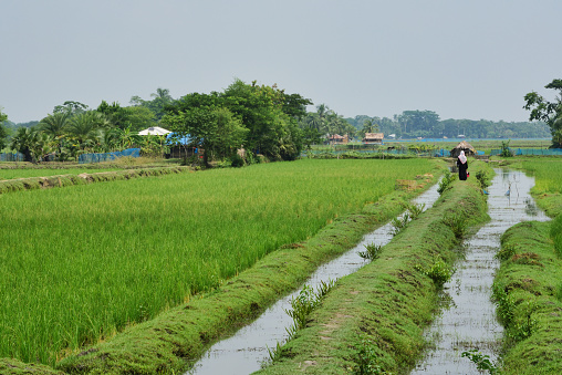 on a narrow path between water channels and rice fields a women is walking to a farmhose under trees at the horizon