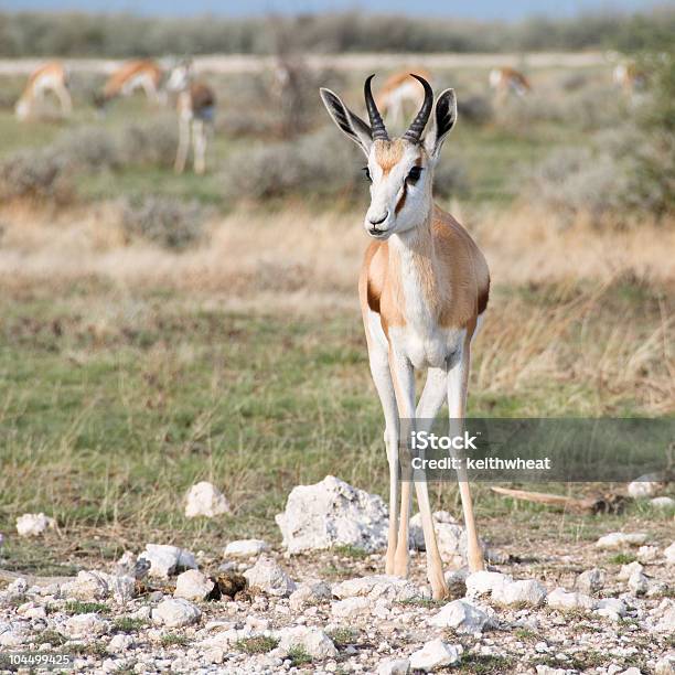 Springbok Front View Stock Photo - Download Image Now - Africa, Animal, Animal Wildlife