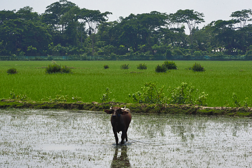 a water buffalo standing in the water of a pond. Behind lush green rice fields and a forest at the horizon
