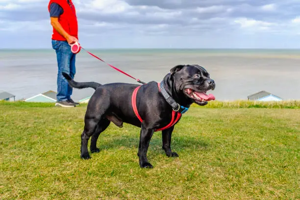 Strong healthy happy black Staffordshire Bull Terrier wearing a red harness on a long retractable leash on green grass in front of beach huts going for a walk at the seaside in Whtistable