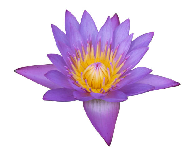 istock close up purple water lily flower 1044996464