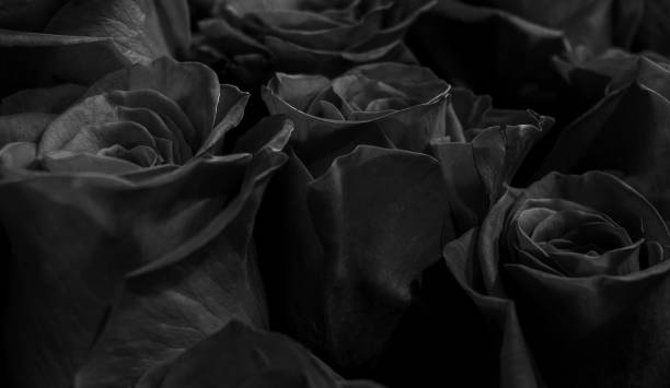 istock black roses isolated on a black background. Greeting card with roses 1044997432