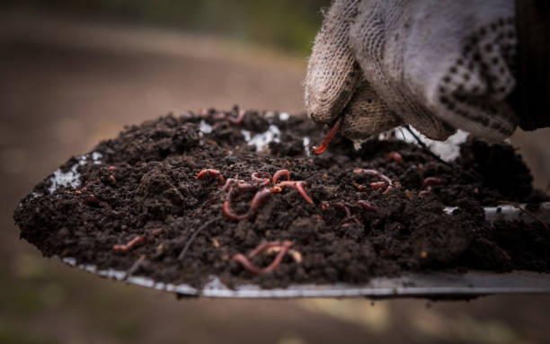 istock Californian worm doing fertilizer. agriculture and soil fertilization. 1044997648