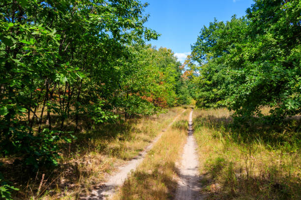 istock Rural dirt road through a green forest at summer 1044997680