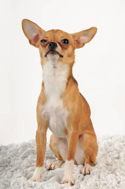 istock tricky Chihuahua dog in the studio on a white background 1045002076