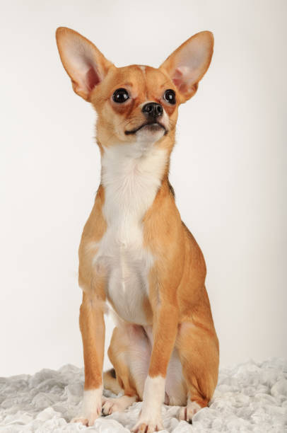 istock Chihuahuas dog in studio on a white background 1045002122