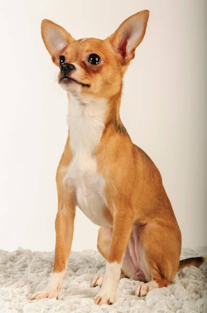 istock Chihuahua dog in the studio on a light white background 1045002176