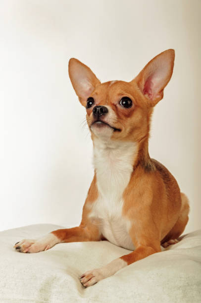 istock Chihuahua dog in the studio on a light white background 1045002298