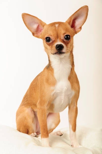 istock Chihuahua dog in the studio on a light white background 1045002320