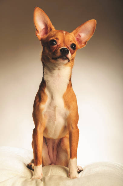 istock Chihuahua dog in the studio on a light white background 1045002402