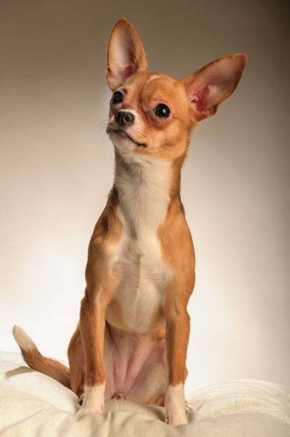 istock Chihuahua dog in the studio on a light white background 1045002452