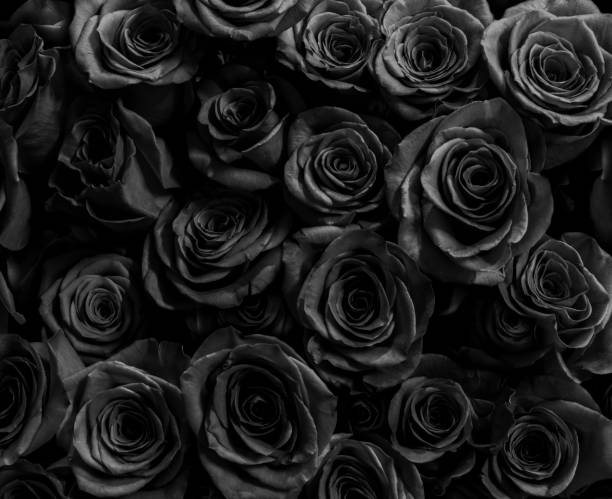 rosas negras aisladas sobre un fondo negro. tarjeta de felicitación con rosas - romance petal nature close up fotografías e imágenes de stock