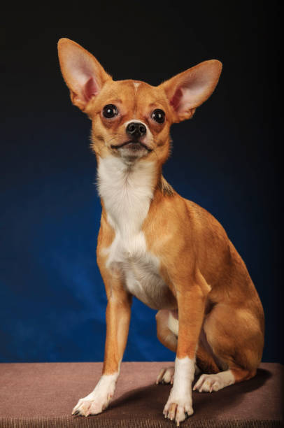 istock Chihuahuas in studio on a dark grey blue background 1045002664