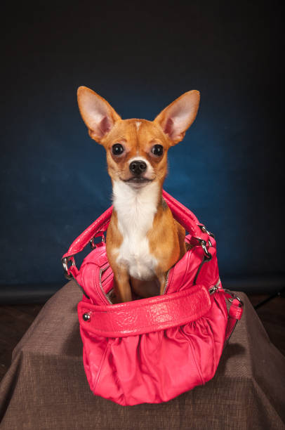 istock Chihuahuas in studio on a dark grey blue background 1045002754