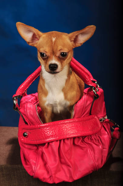 istock Chihuahuas in studio on a dark grey blue background 1045002760