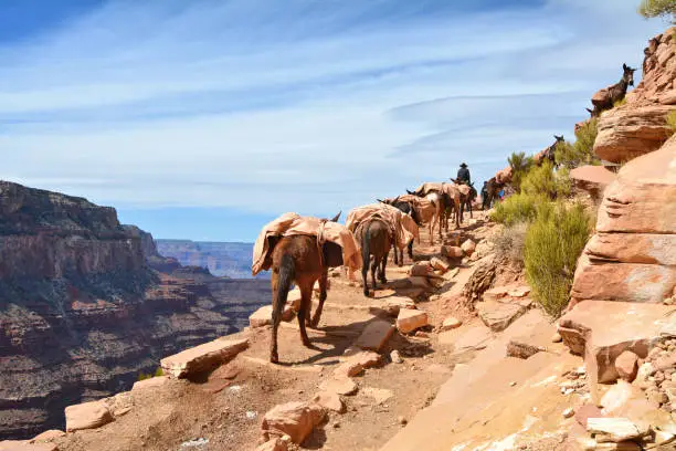 Mule pack train climbes from the bottom of the Grand Canyon. South Kaibab trail