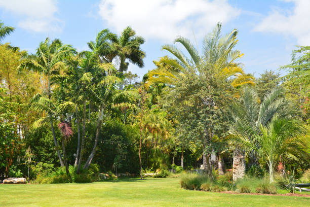istock Beautiful natural tropical garden 1045008716