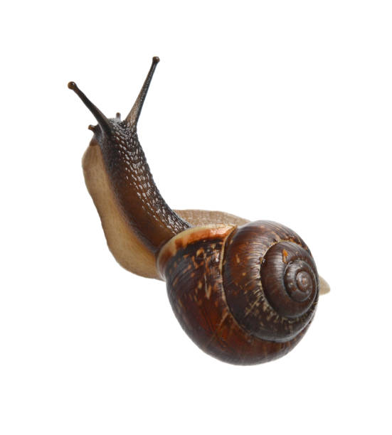 улитка крупным планом - snail slimy boredom cute стоковые фото и изображения