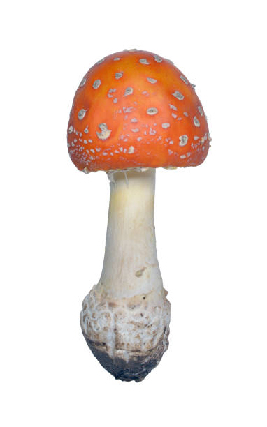 istock Mushroom Amanita muscaria 1045009046