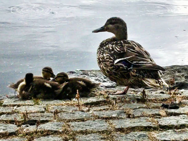 istock A picture of a Mallard with her Ducklings 1045009408