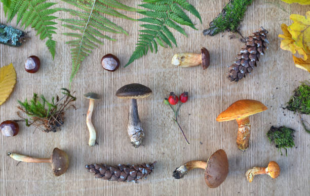 istock Flat lay composition of edible forest mushrooms 1045009500