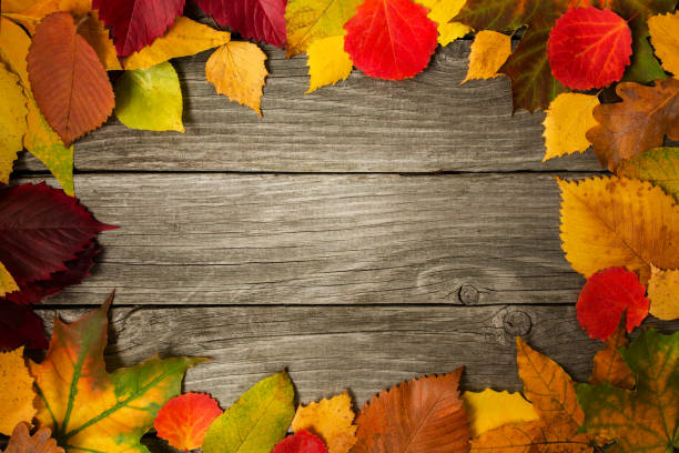 istock Multicolored different autumn leaves on a wooden background as a frame, background, texture, concept. 1045009596