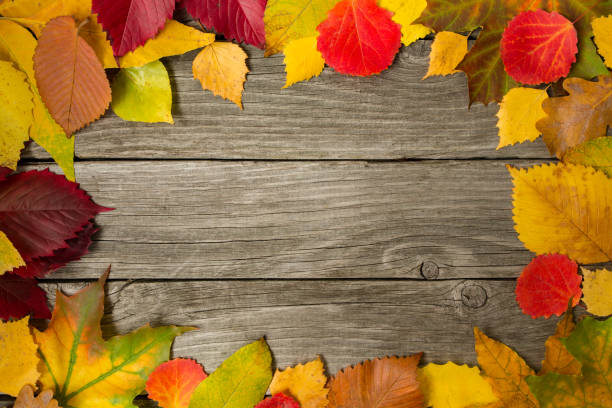istock Multicolored different autumn leaves on a wooden background as a frame, background, texture, concept. 1045009600