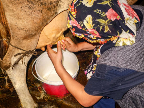istock woman-cow milking 1045012132