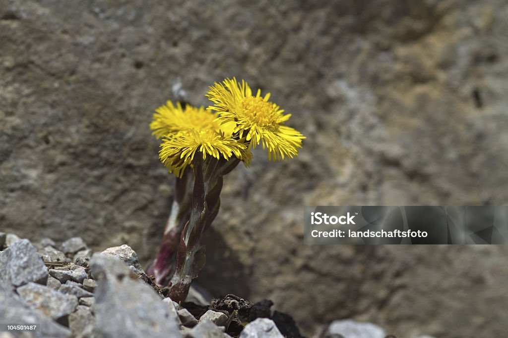 Farfaro-Huflattich - Foto stock royalty-free di Alpi