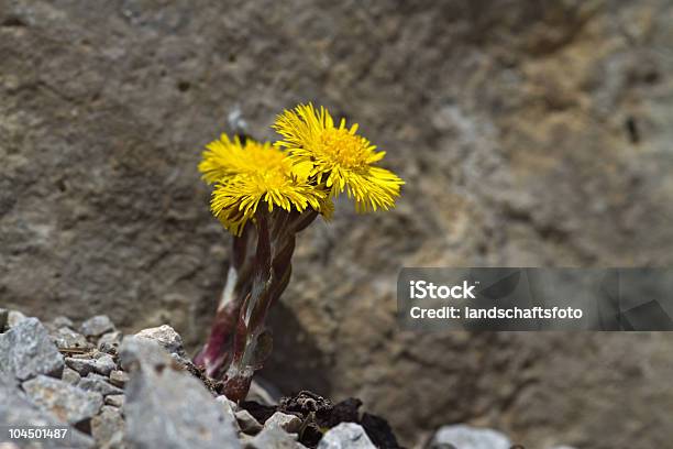 Foto de Tussilagemhuflattich e mais fotos de stock de Alpes Bávaros - Alpes Bávaros, Alpes Lechtal, Alpes europeus